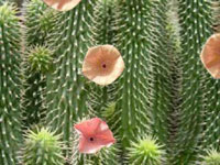 hoodia gordonii